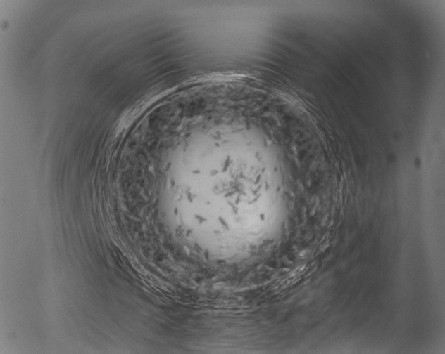 X0000056310337200508291159