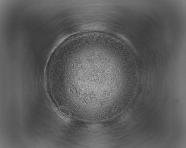 X0000056311031200509021531