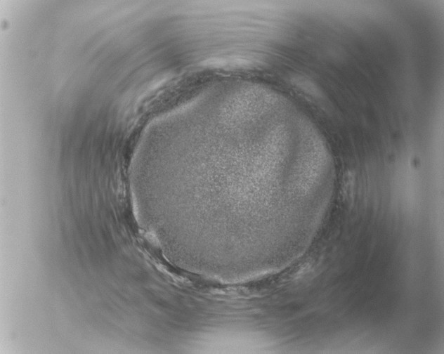 X0000056320966200509092258