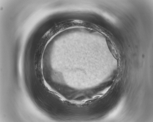 X0000056321199200509092254