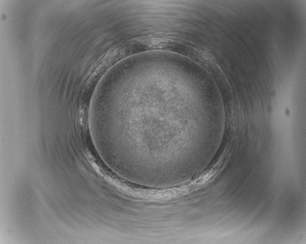 X0000056330044200508261232