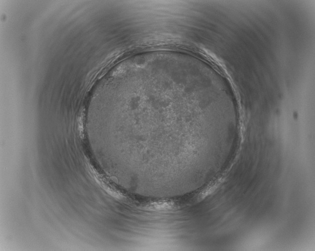 X0000056330065200508261231