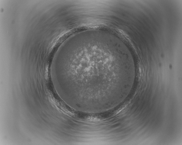 X0000056330596200508261222