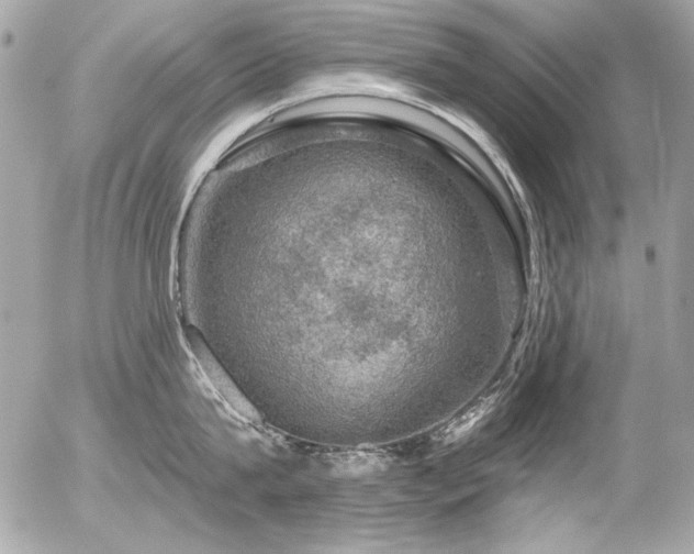 X0000056330815200508261219