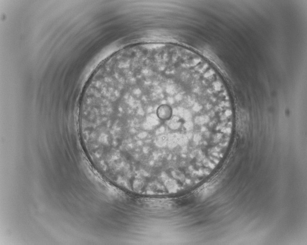 X0000056330856200508261219