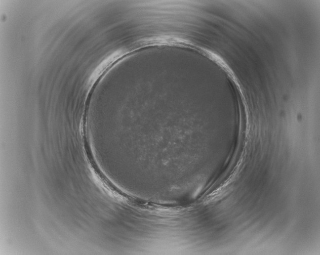 X0000056330946200508261217