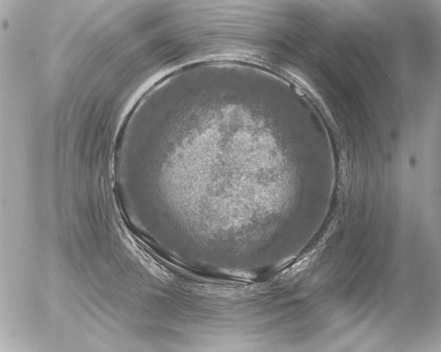 X0000056330948200508261217