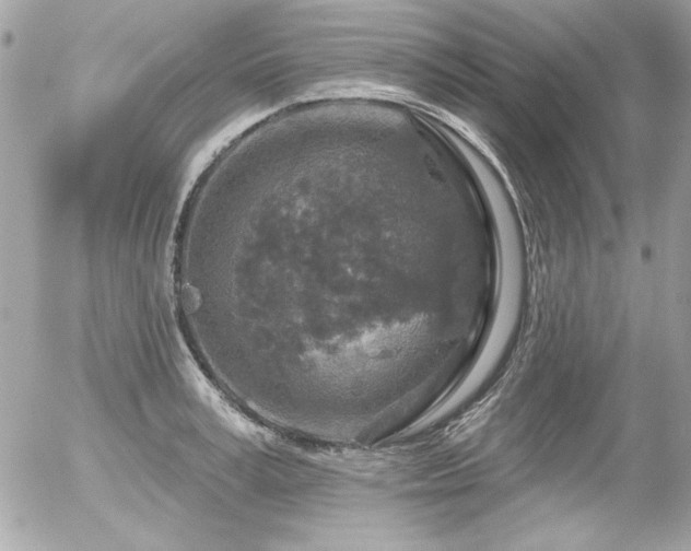 X0000056330995200508261216