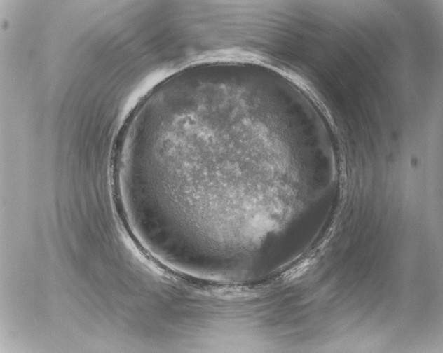 X0000056330998200508261216