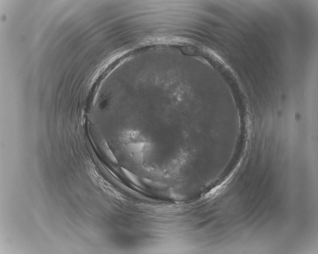 X0000056331025200508261215