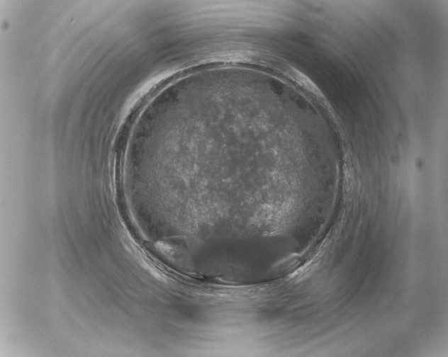 X0000056331035200508261215