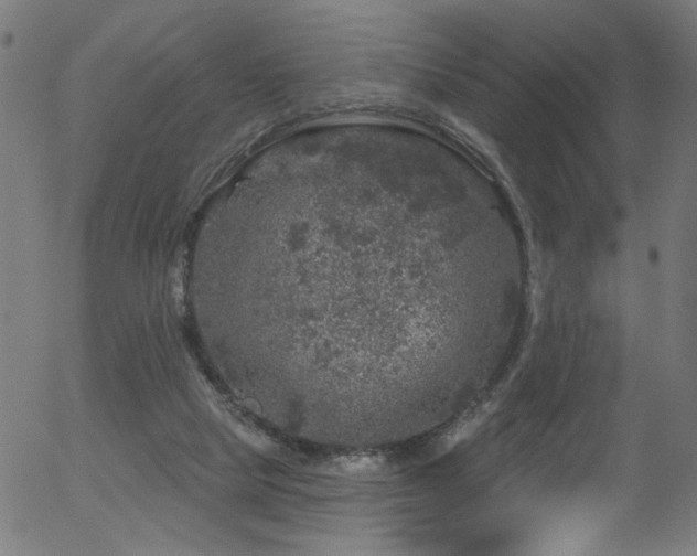 X0000056330065200508291303