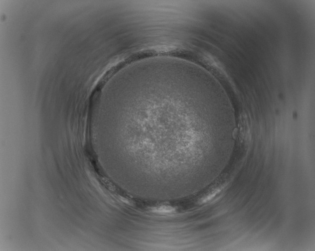 X0000056330212200508291300