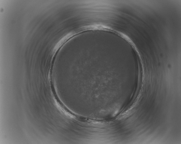 X0000056330946200508291248