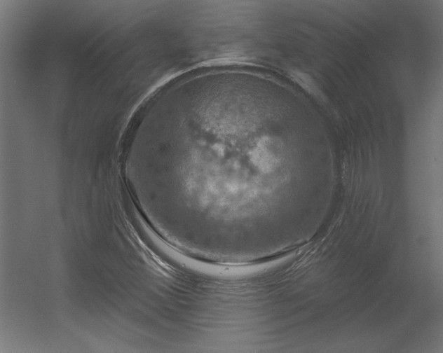 X0000056331356200509021618