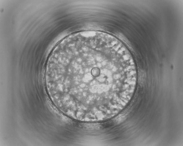 X0000056330856200509092326