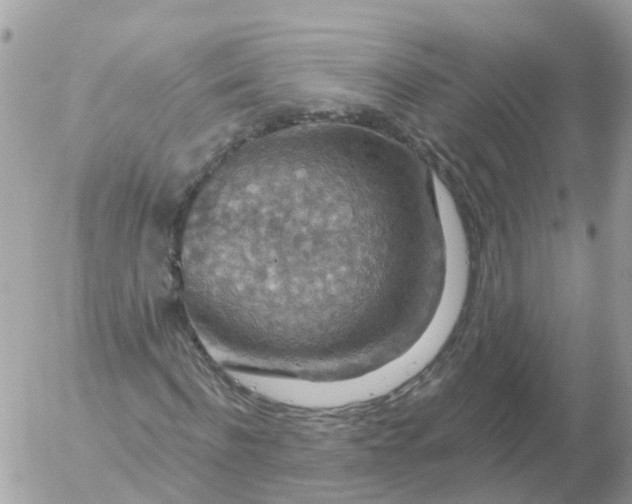 X0000056330916200509092324