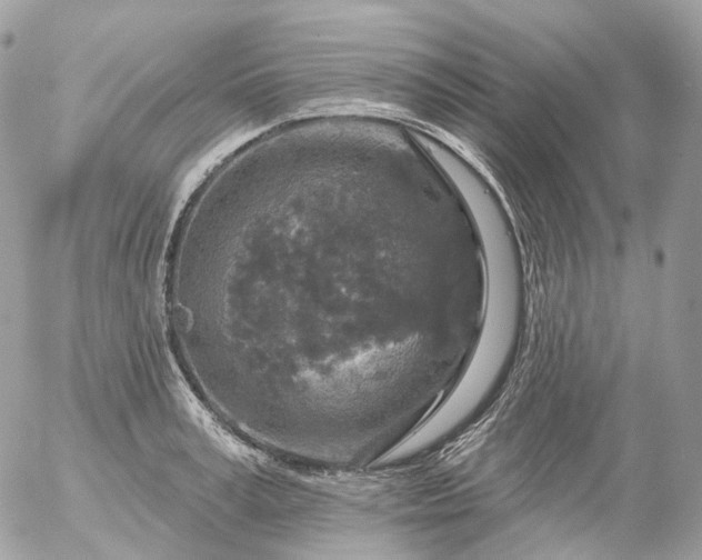 X0000056330995200509092324