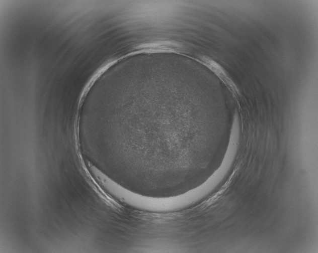 X0000056331196200509161701