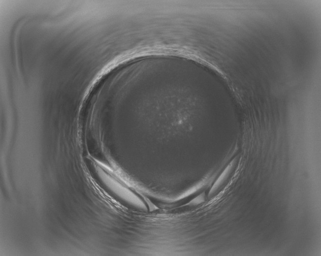 X0000056331506200509161656