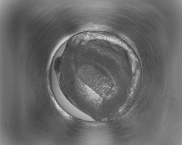 X0000056331152200509232006