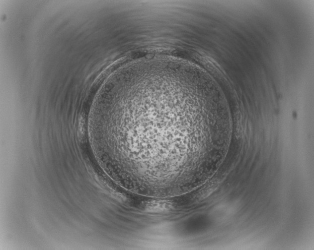 X0000056340077200508261257