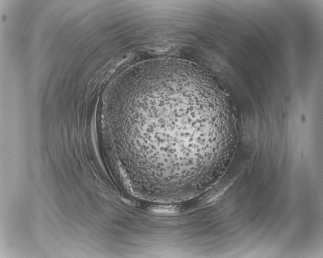 X0000056340085200508261257