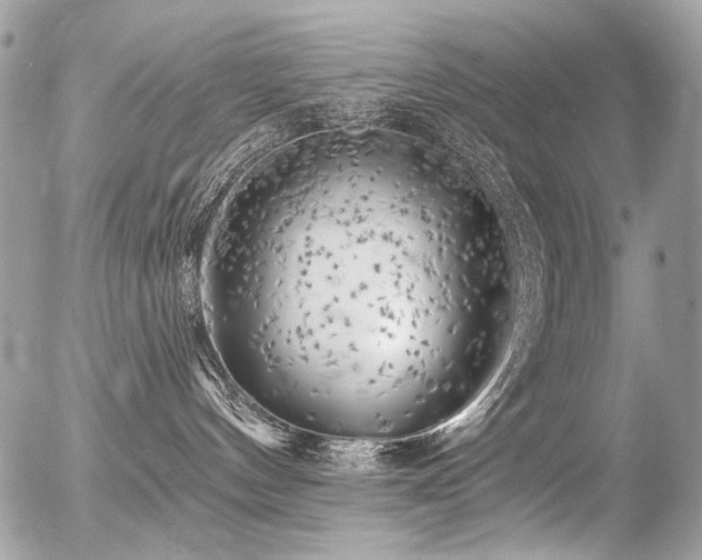 X0000056340144200508261255