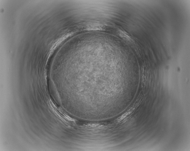 X0000056340298200508261253