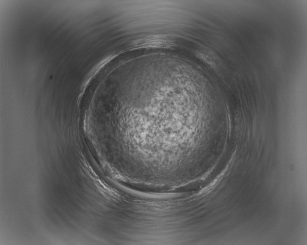 X0000056341066200508291309