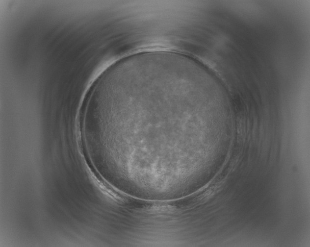 X0000056341466200508291303