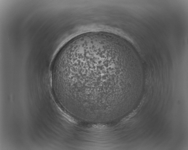 X0000056341509200508291302