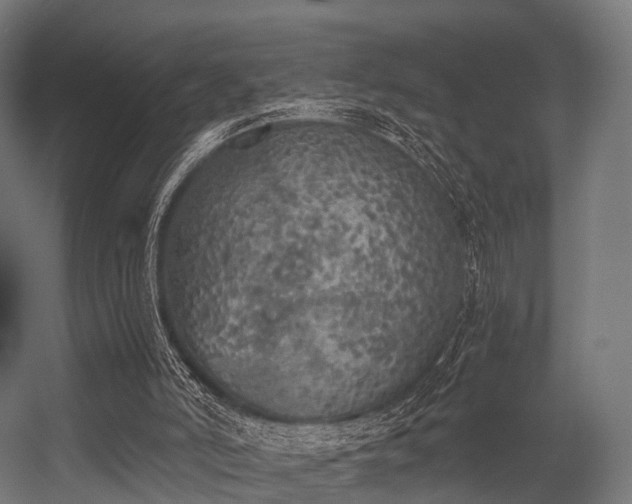 X0000056340006200509021708