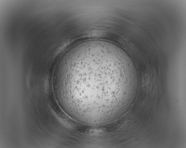X0000056340208200509021704