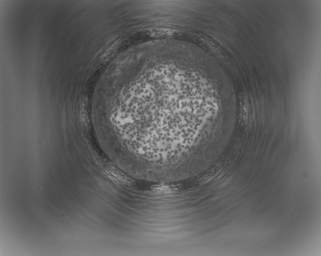 X0000056340616200509091532