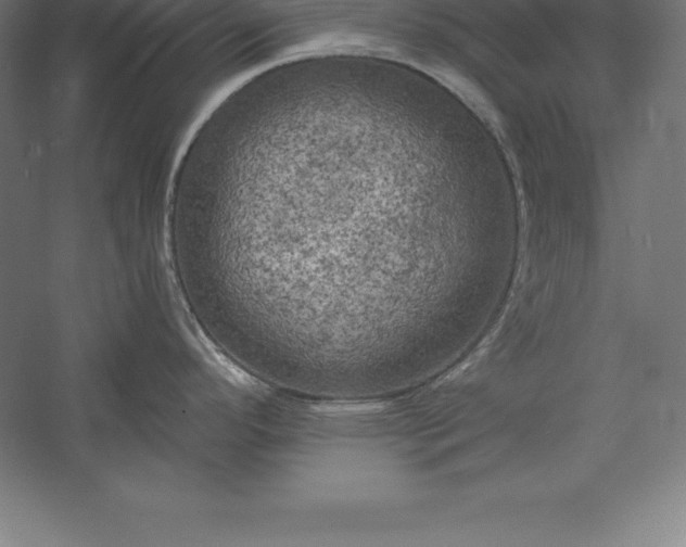 X0000056341296200509091520