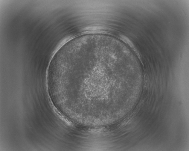X0000056341386200509161724