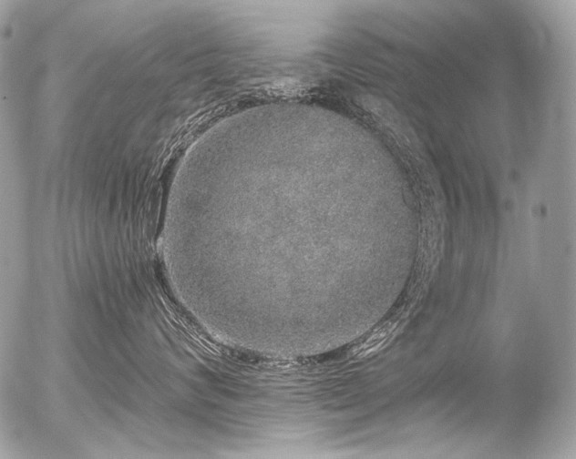 X0000056350624200508261313