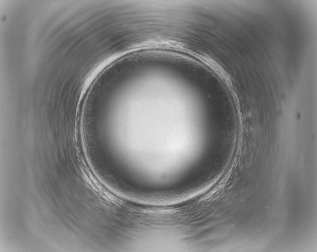 X0000056351296200508261302