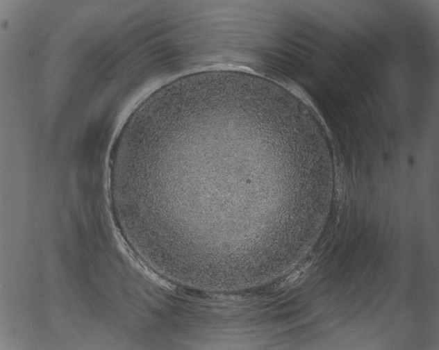X0000056351096200508291315
