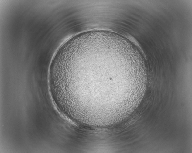 X0000056351096200509232059