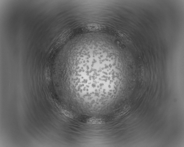 X0000056360606200509091624