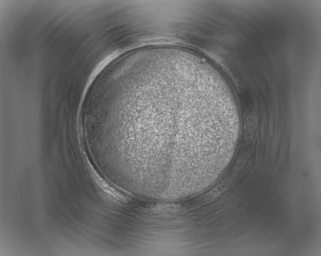 X0000056361466200509091610