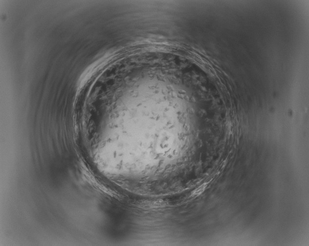 X0000056370245200508291408