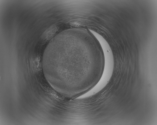 X0000056380420200509091720