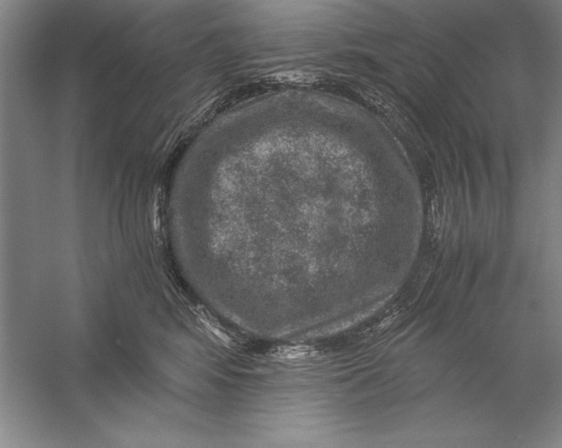 X0000056380424200509232229