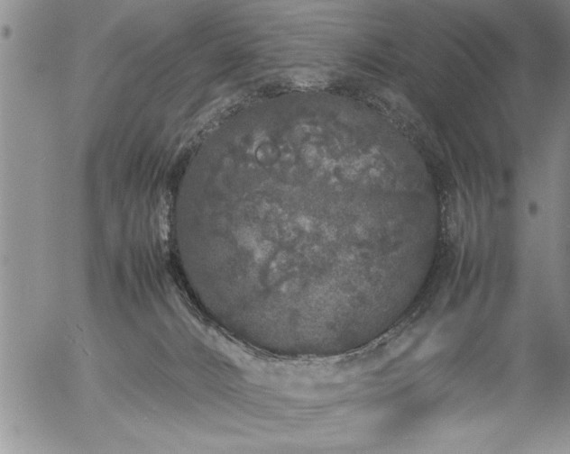 X0000057060032200509091208