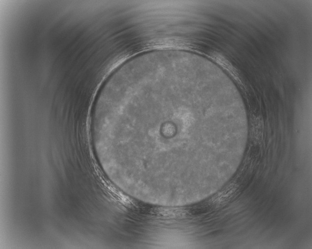 X0000057060856200510010105