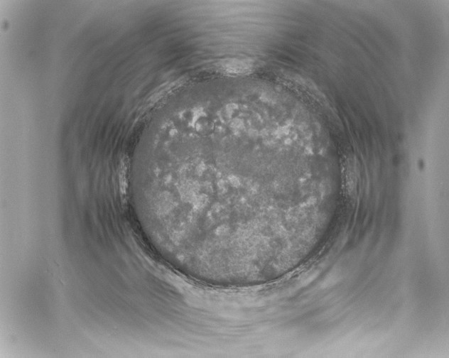 X0000057060032200510071418