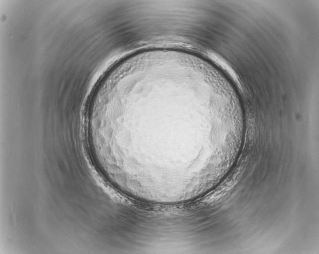 X0000057061099200510071400